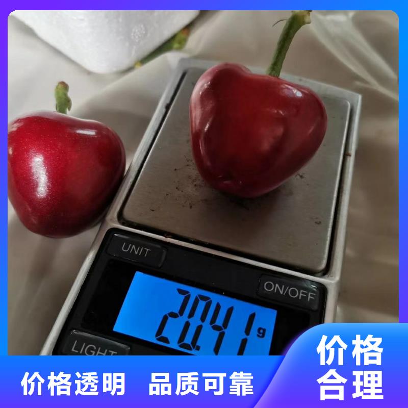 樱桃樱桃苗质量无忧