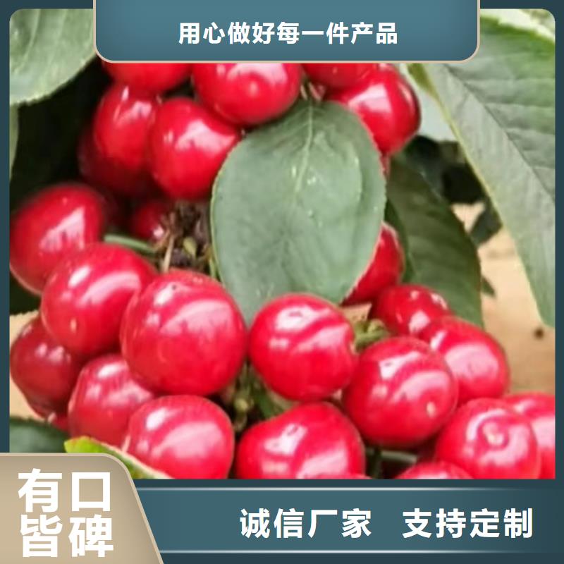 樱桃樱桃苗质量无忧