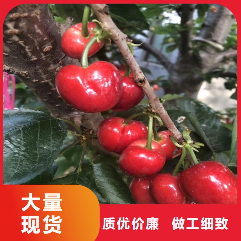 樱桃无花果苗自营品质有保障