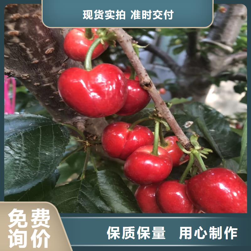 樱桃_苹果苗精品选购