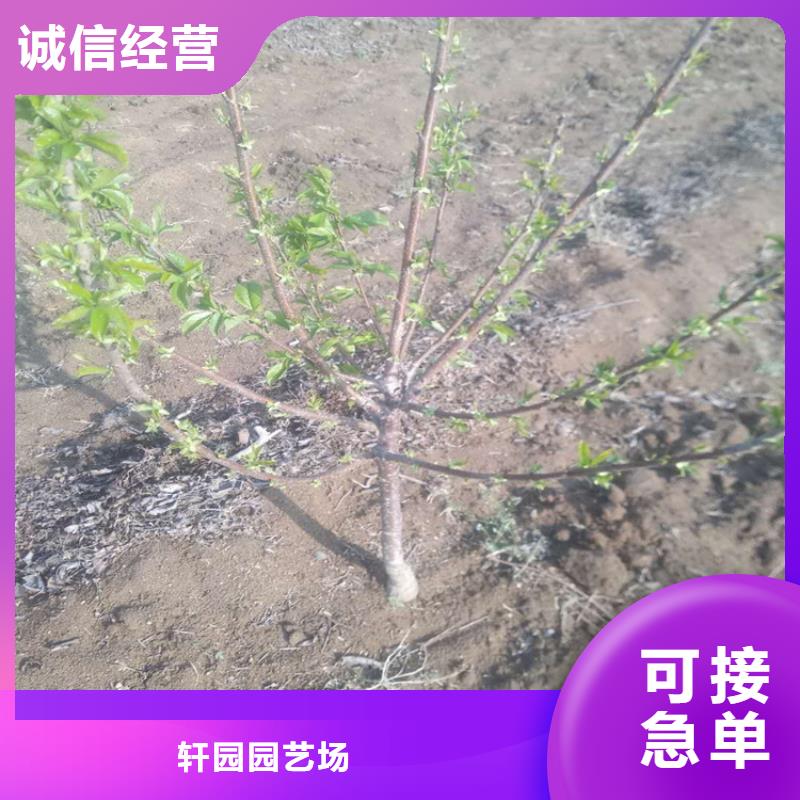 【樱桃】蓝莓苗实力见证