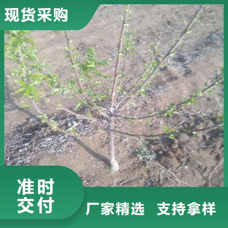 樱桃-奶油草莓质量层层把关