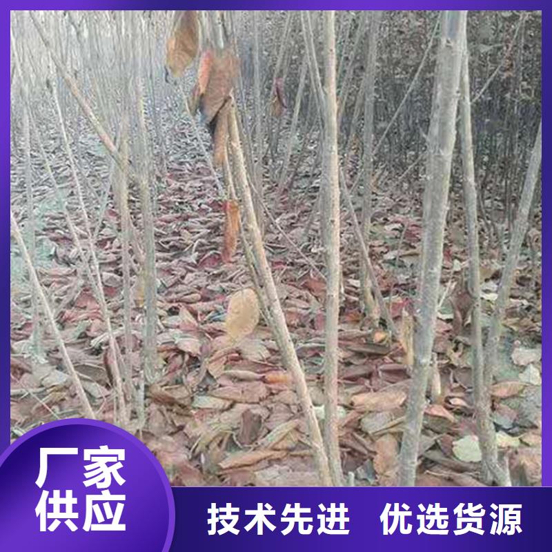 樱桃-奶油草莓质量层层把关