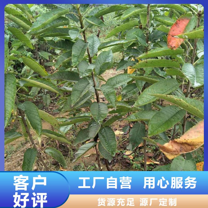 樱桃-奶油草莓质量层层把关