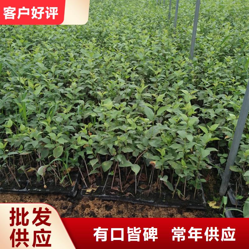 樱桃-奶油草莓质量层层把关