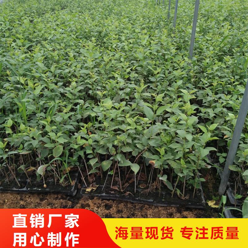 樱桃樱桃苗精选优质材料