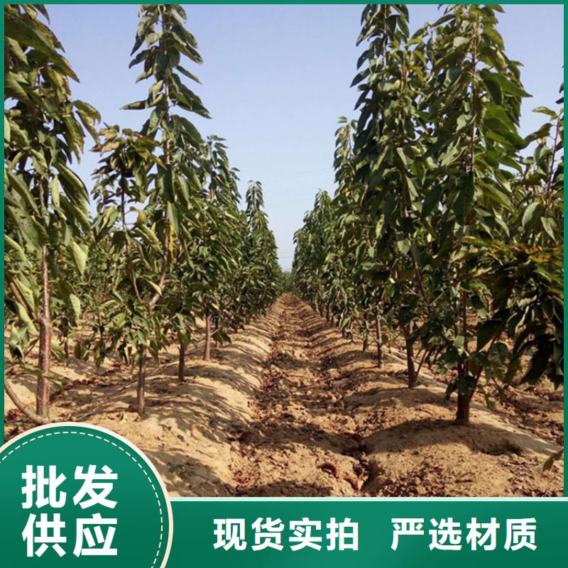 樱桃红颜草莓款式新颖