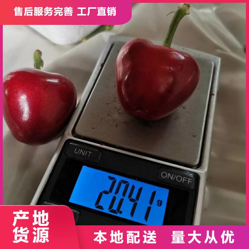 樱桃蓝莓苗源厂供货