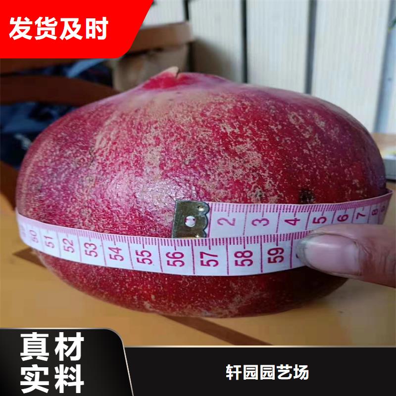 石榴蓝莓苗好产品价格低