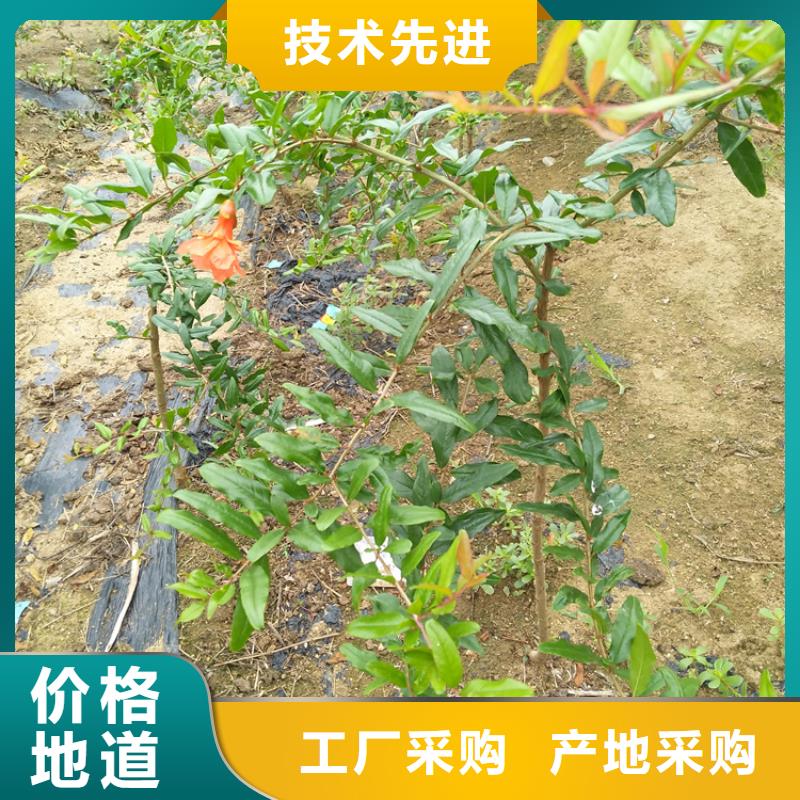 【石榴-草莓苗支持定制批发】