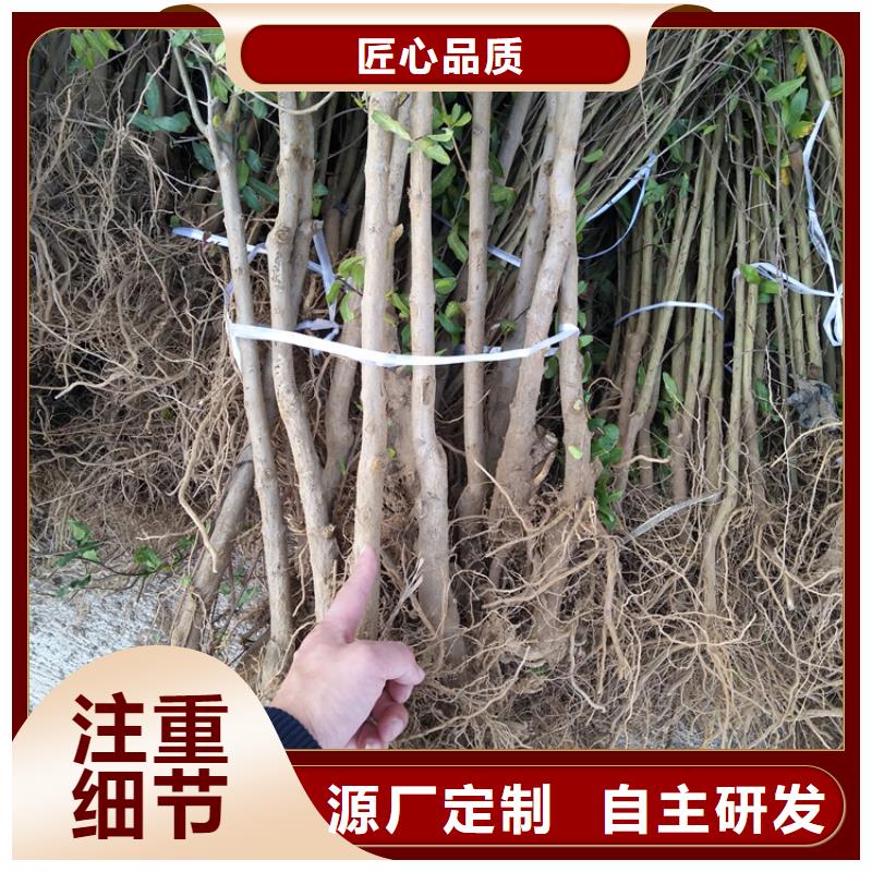 石榴无花果苗实体诚信经营