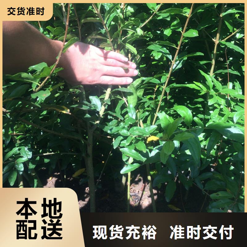 石榴_蓝莓苗质量优价格低