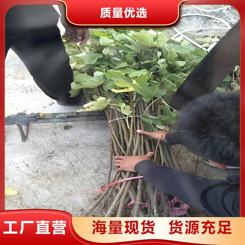 无花果葡萄苗厂家实力大