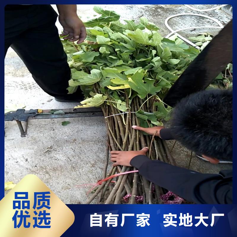 无花果【苹果苗】质量好