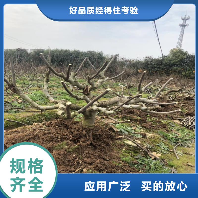 无花果苹果苗用途广泛