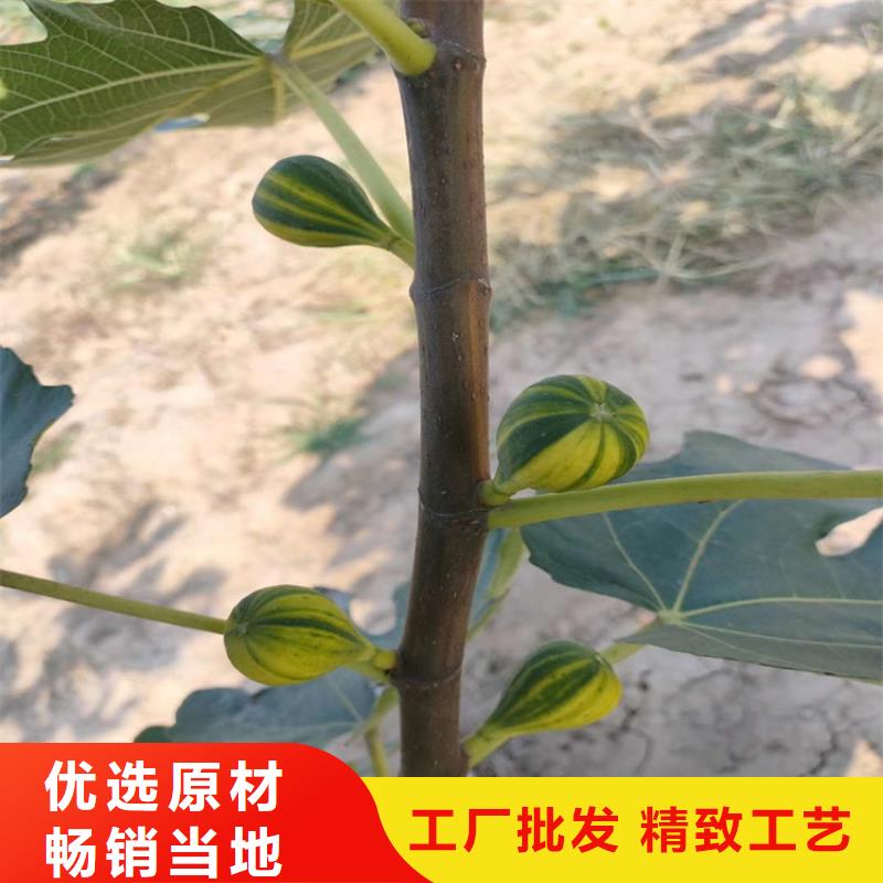 无花果,桃树苗货品齐全