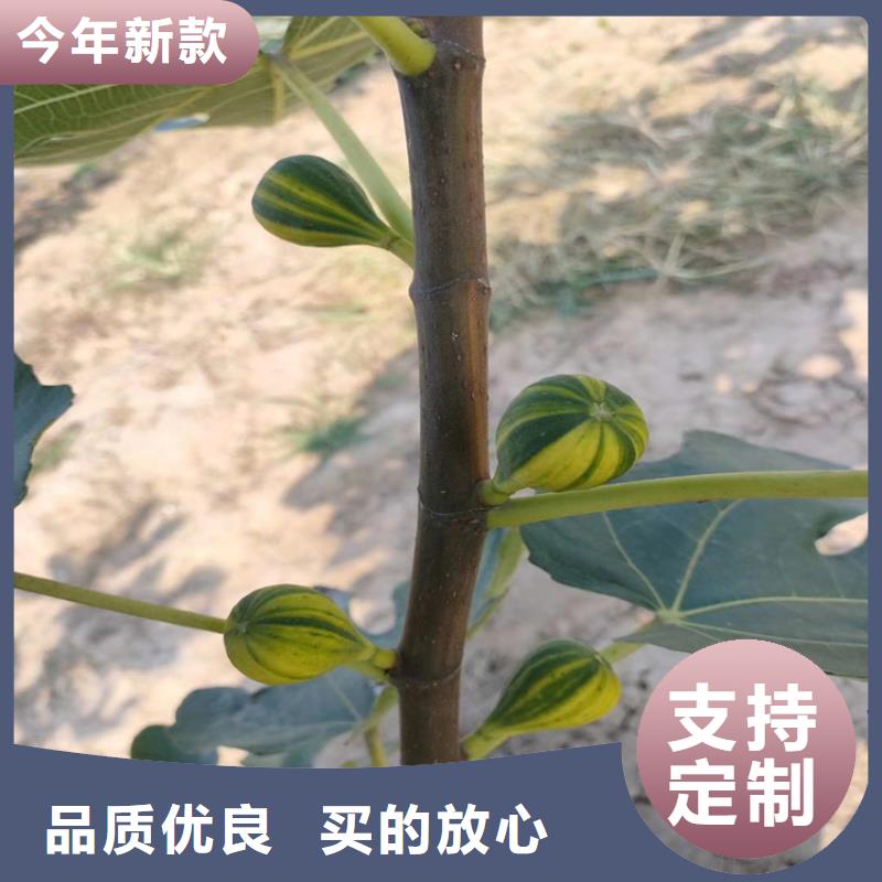 无花果桃树苗款式多样