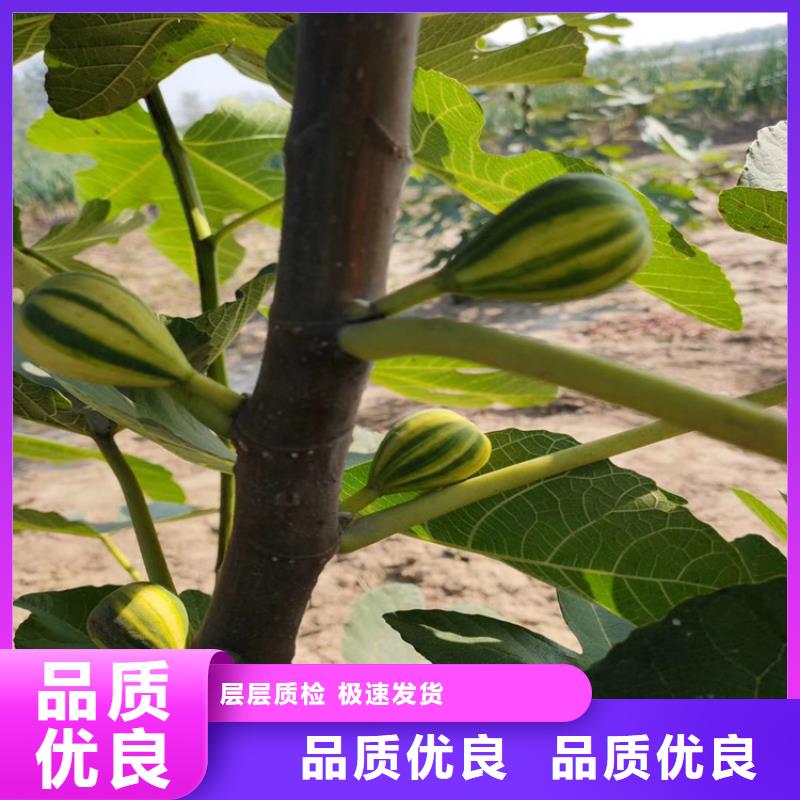 无花果蓝莓苗厂家品控严格