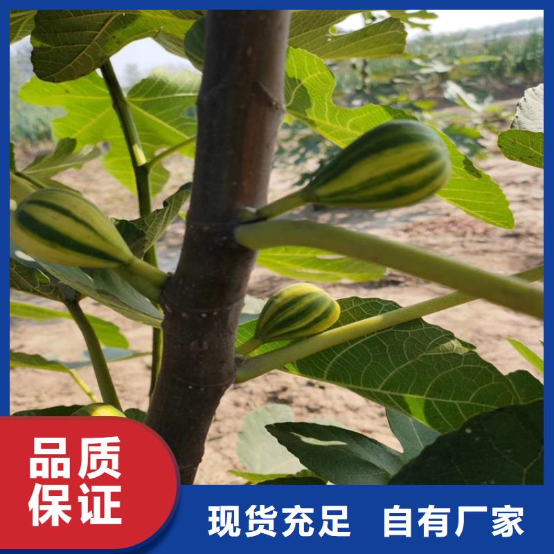 无花果【苹果苗】质量好