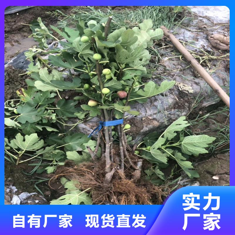 无花果【苹果苗】应用范围广泛