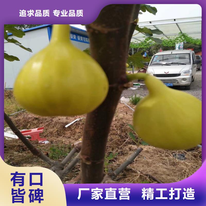 无花果蓝莓苗厂家品控严格