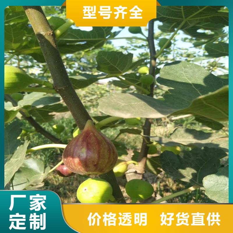 无花果樱桃苗海量货源