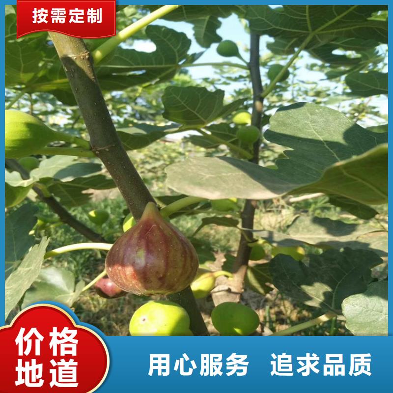 无花果【苹果苗】精品选购