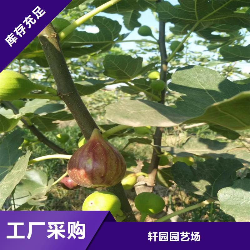 无花果_玛瑙红石榴苗厂家现货供应