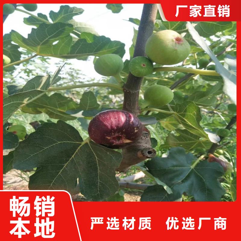 无花果【苹果苗】应用范围广泛