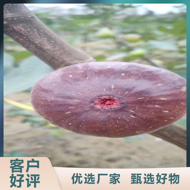 无花果樱桃苗海量货源