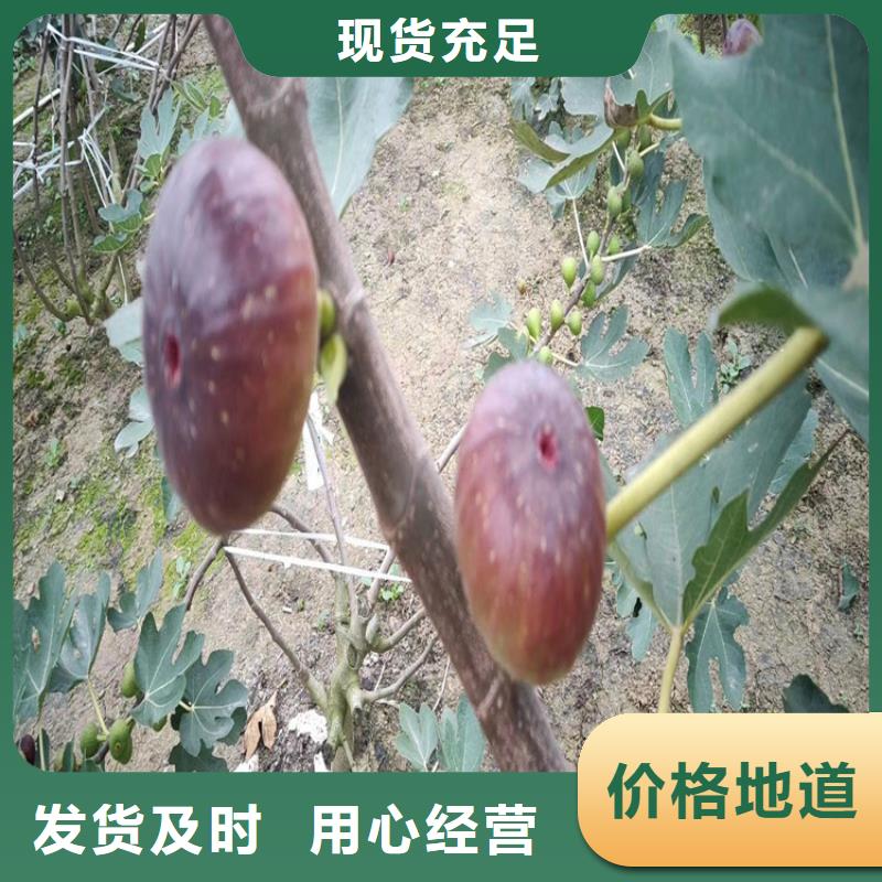 【无花果】花椒苗厂家型号齐全