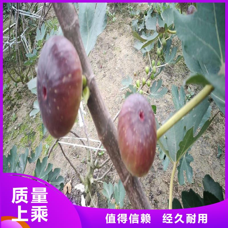 无花果_石榴树厂家直发