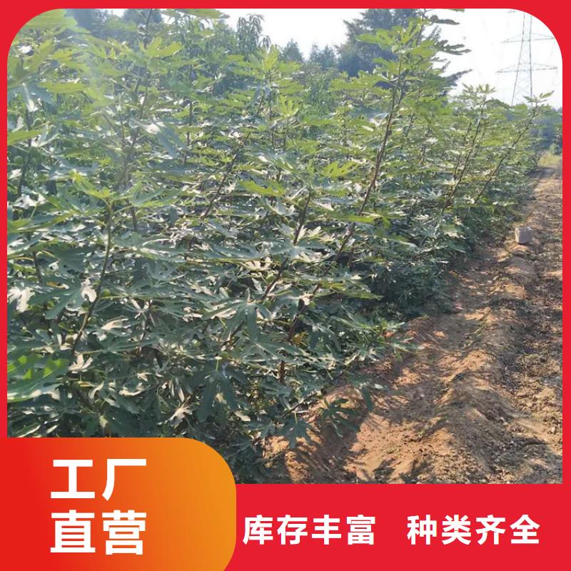 无花果蓝莓苗厂家直销货源充足