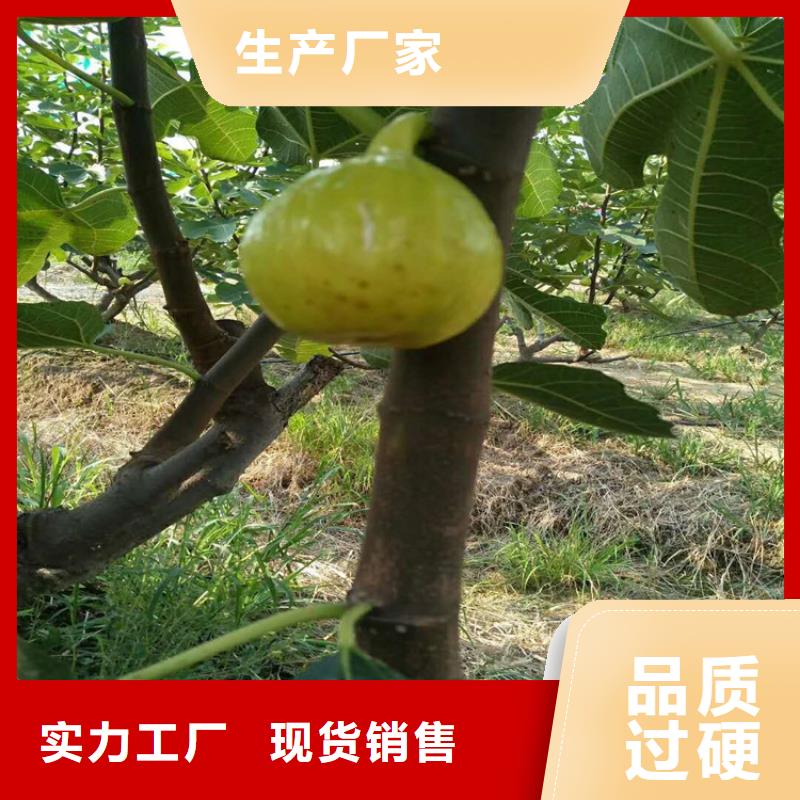 无花果李树苗严选好货