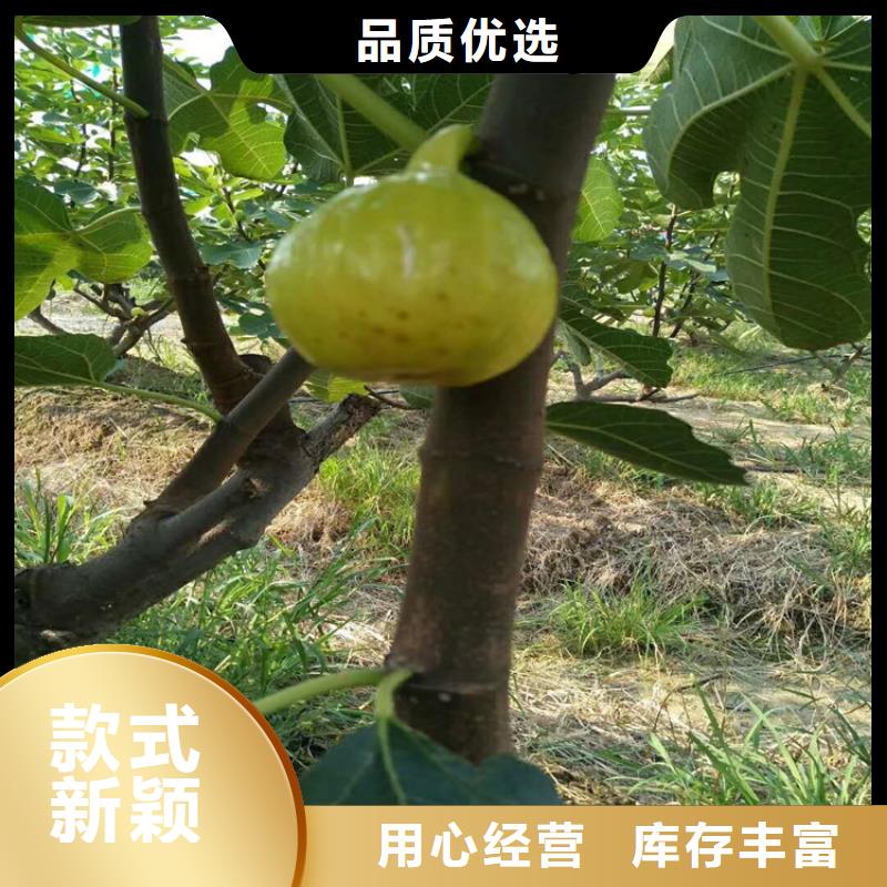 无花果【苹果苗】应用范围广泛