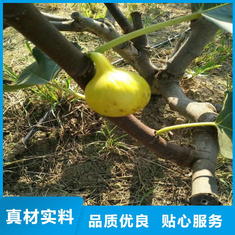 【无花果】花椒苗厂家型号齐全