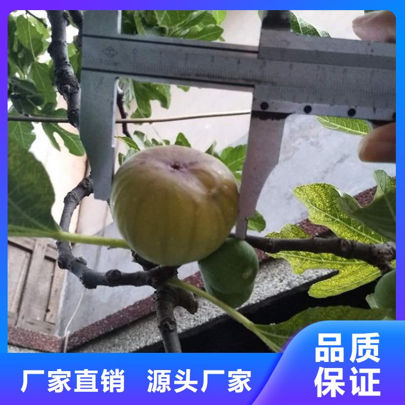 无花果【苹果苗】质量好