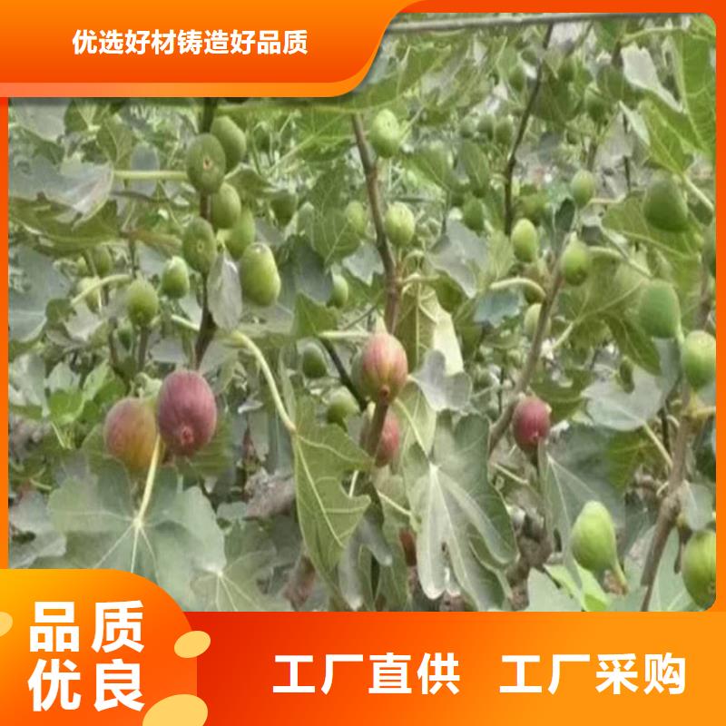 无花果石榴树讲信誉保质量