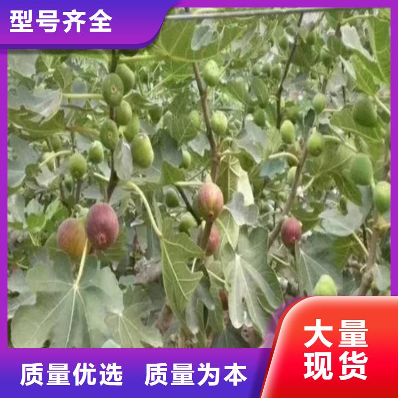 无花果李子苗支持定制贴心售后