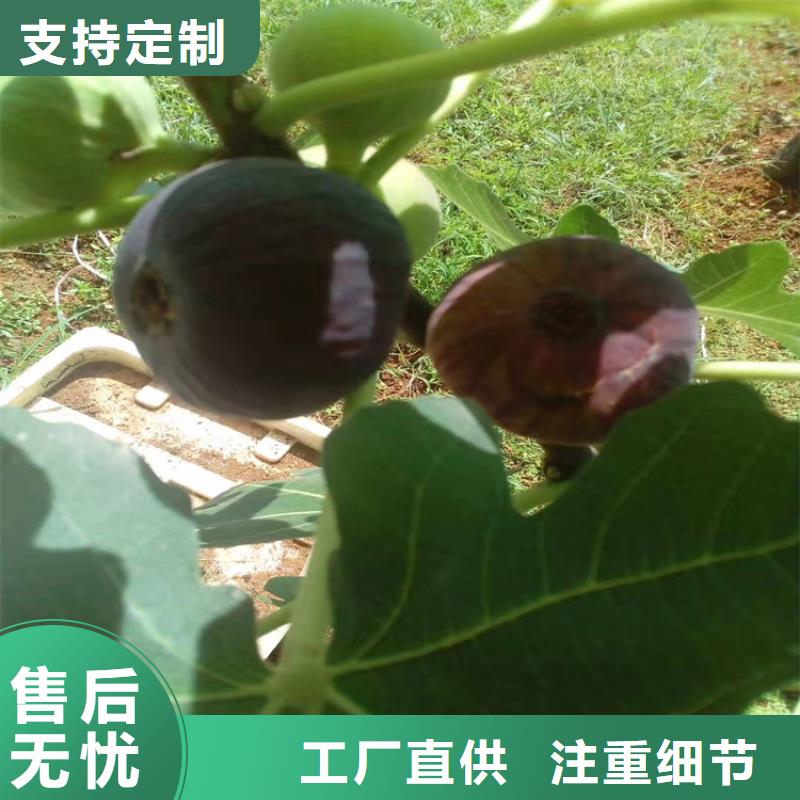 无花果蓝莓苗厂家直销货源充足