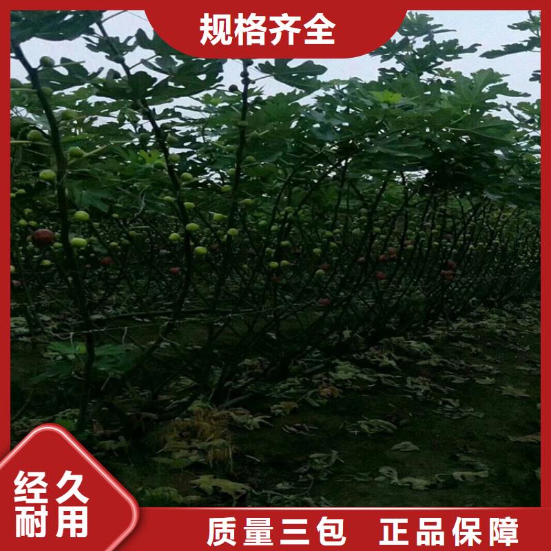 无花果樱桃苗详细参数