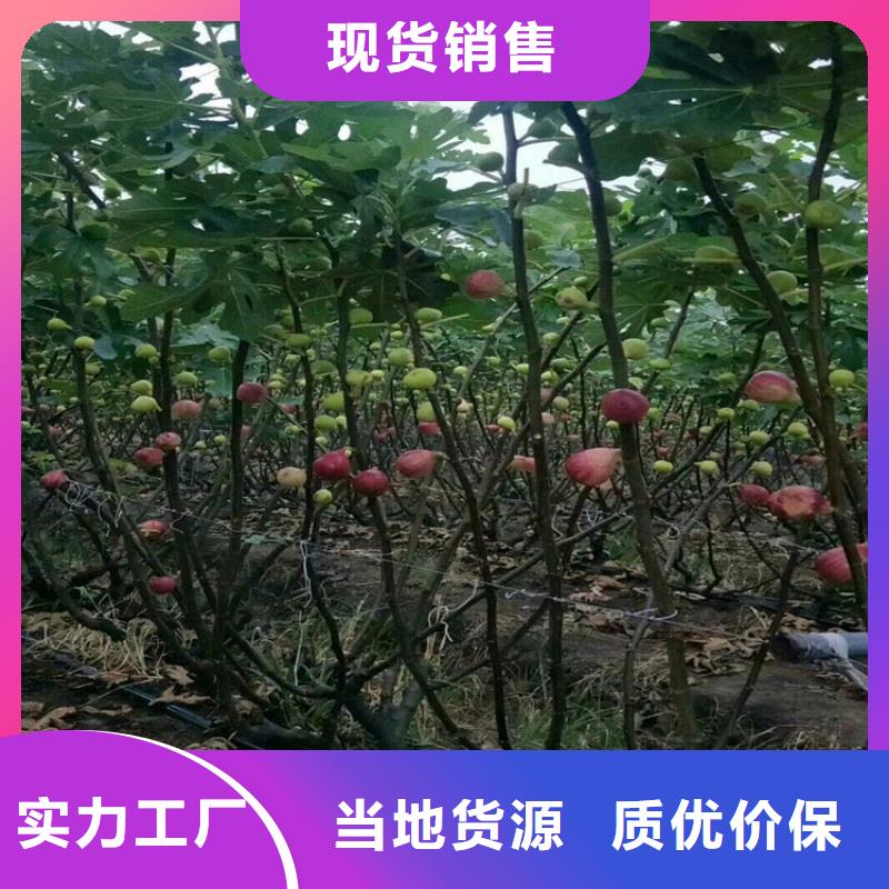 无花果葡萄苗厂家实力大