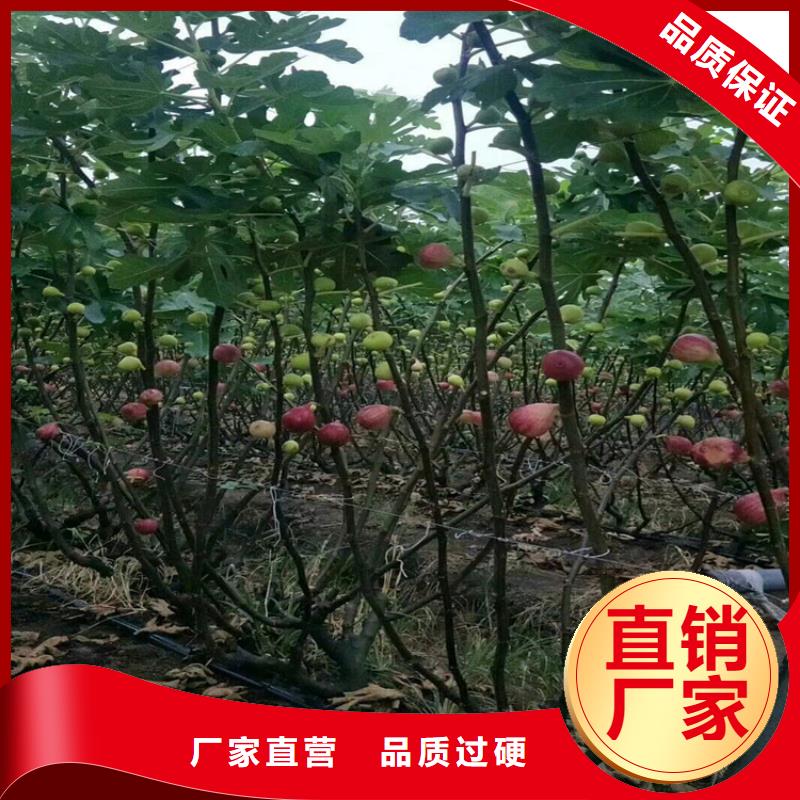 无花果苹果苗质优价保