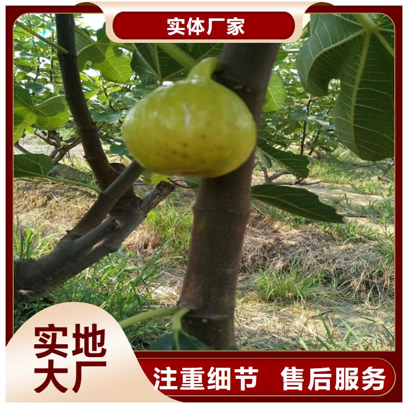 无花果樱桃苗海量货源