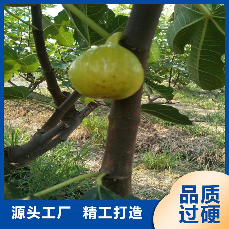 无花果樱桃苗详细参数