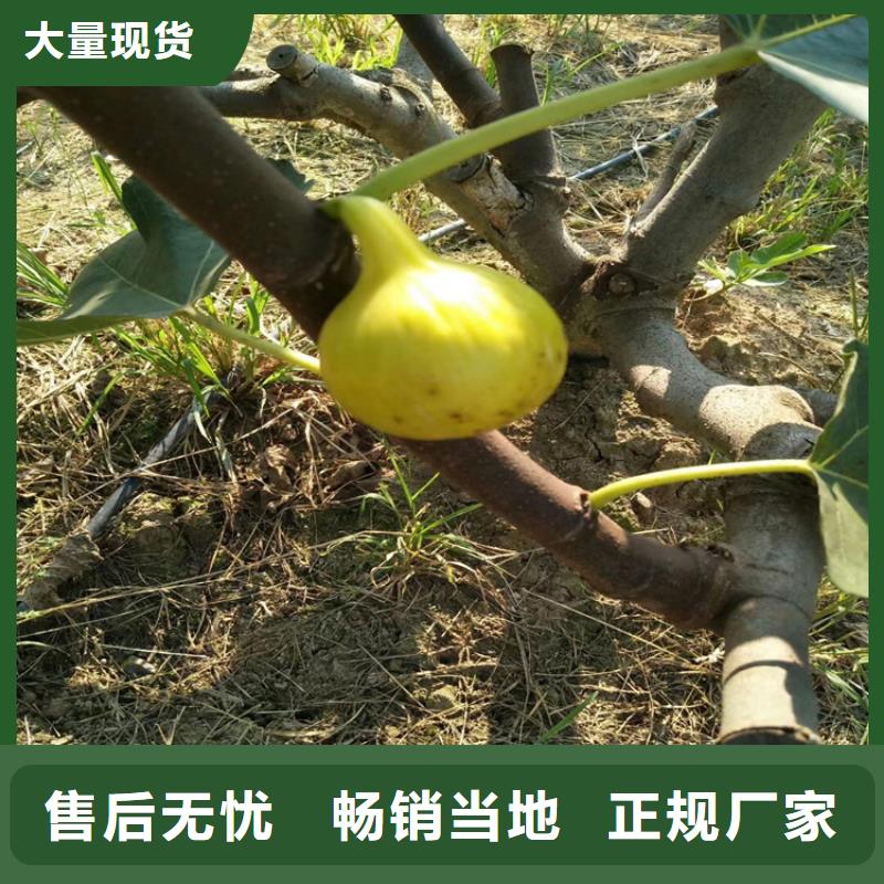 无花果-苹果苗24小时下单发货