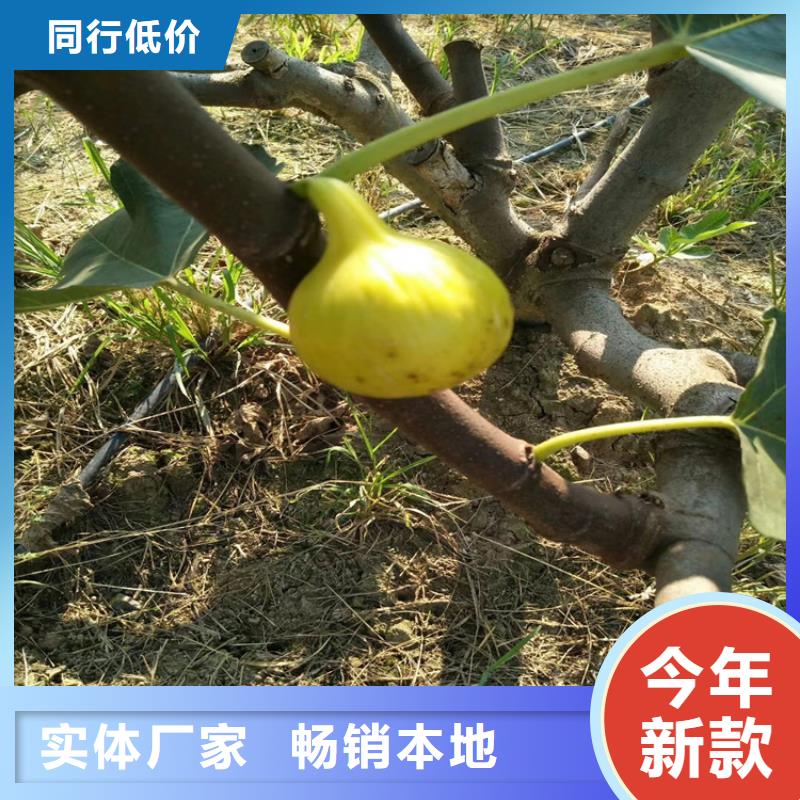 无花果葡萄苗优势