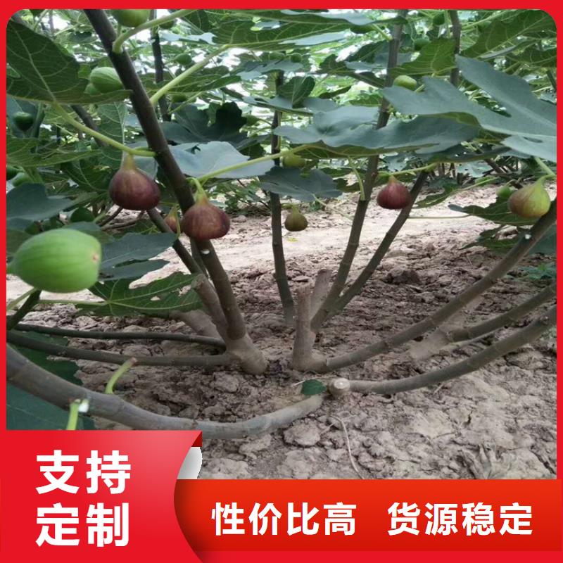 无花果板栗苗畅销当地