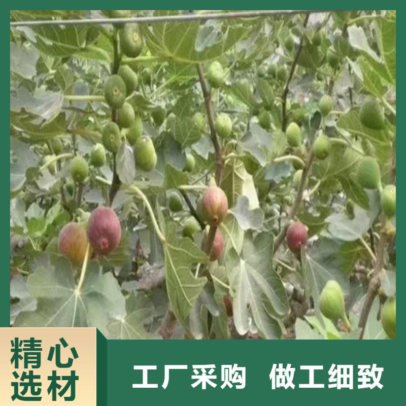 无花果石榴树讲信誉保质量