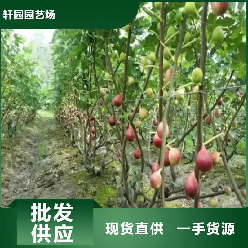 无花果石榴树厂家直发